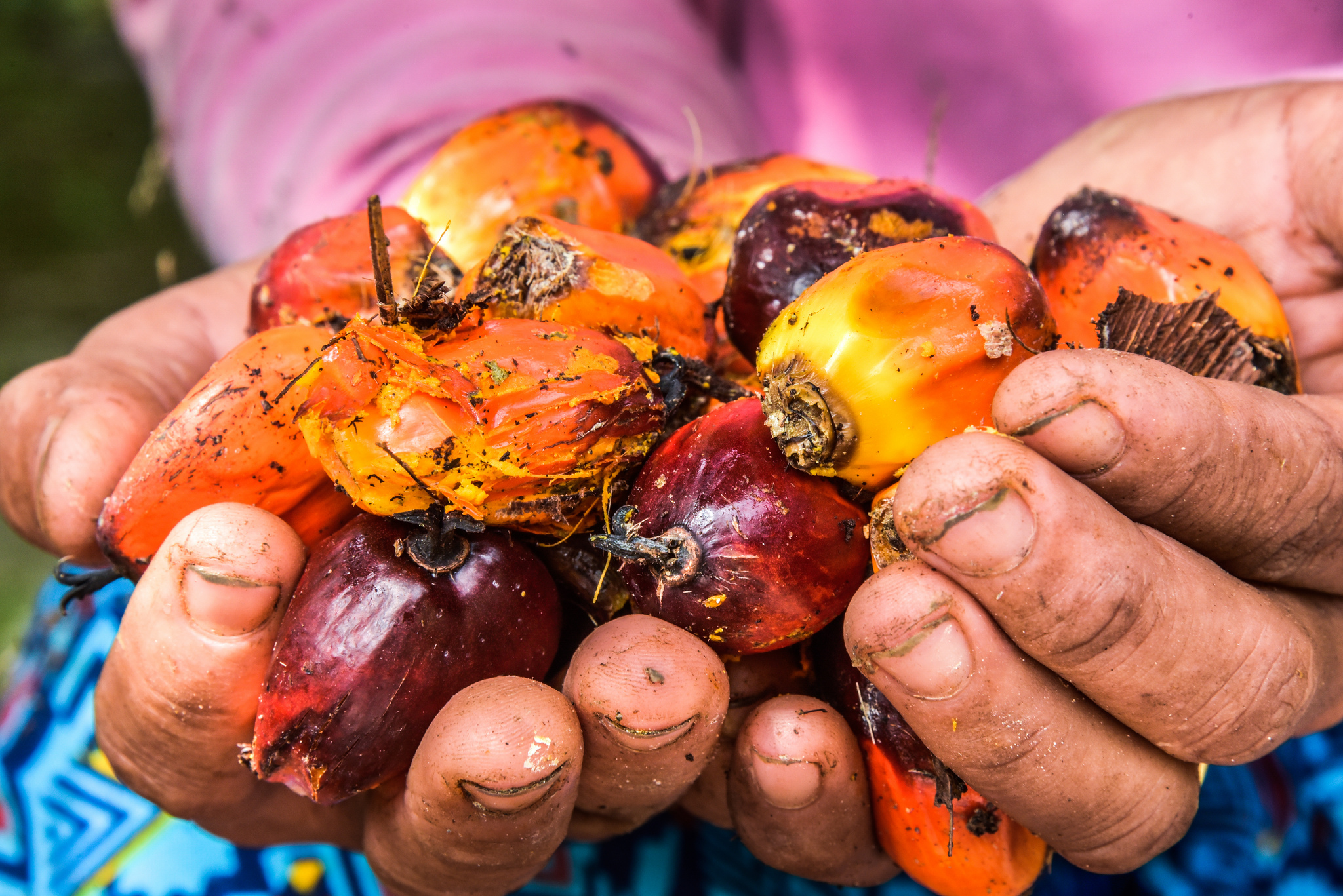 Пальмовое масло гмо. Indonesia Palm Oil crisis.