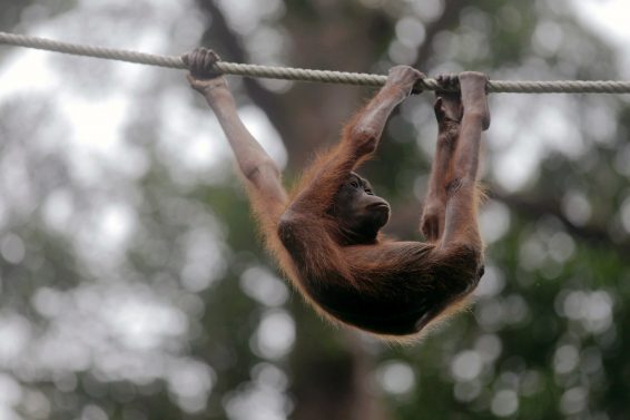 wildlife trafficking, IUCN Red List, IUCN, orangutan, Bali