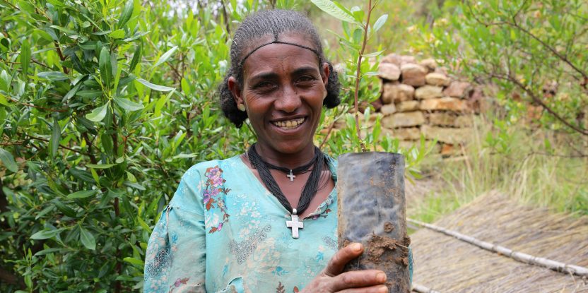 ethiopia, tree planting, ethiopia forest