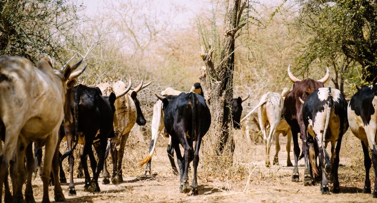 COP23 Special: In Burkina Faso, finding new paths through a changing ...