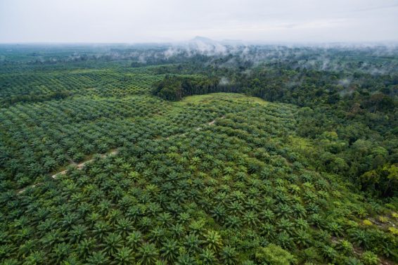 palm oil, oil palm, RSPO, Indonesia