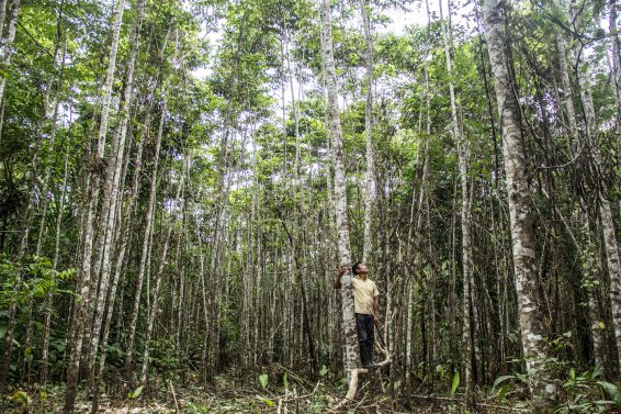 Tree plantation, agroforestry, landscape restoration