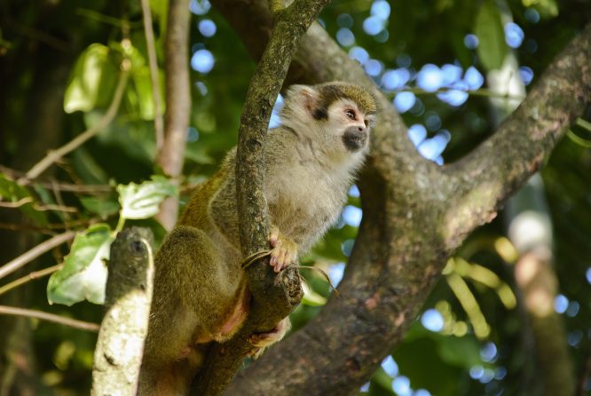 Los Desafíos De Colombia Para Recuperar Su Biodiversidad Con ...