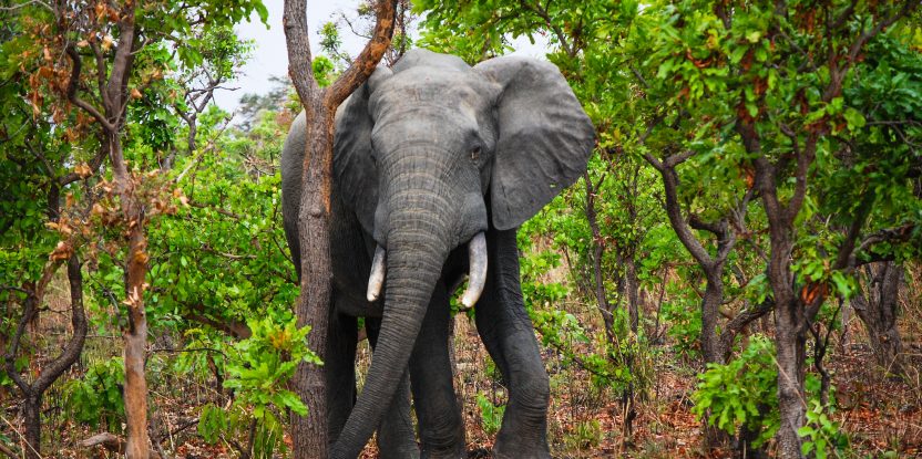 Lone elephant