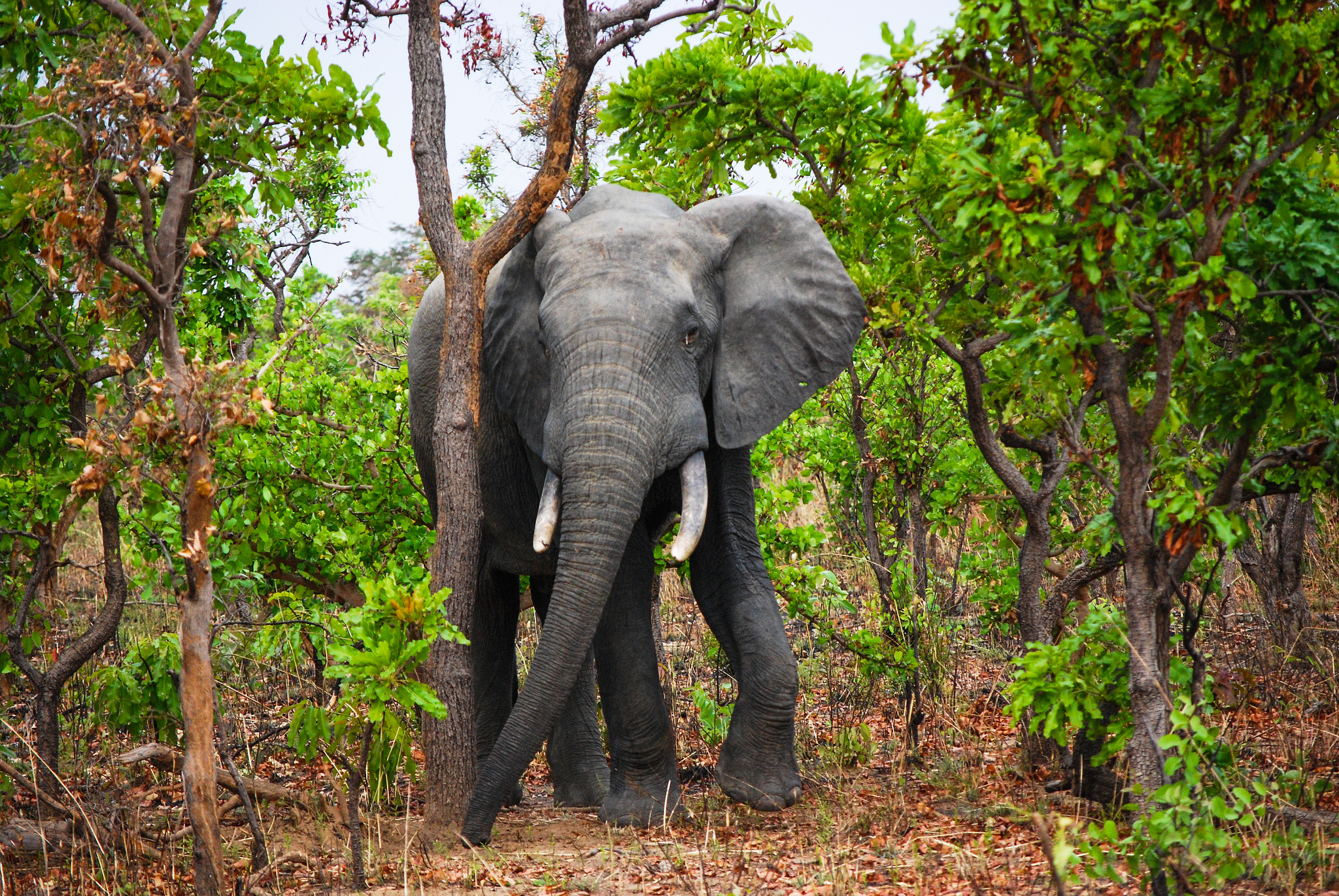 Tree love and lonely elephants, AI in restoration, and palm oil myths debunked