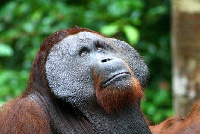 Counting down: Scientists warn of ‘alarming’ loss of Borneo orangutans ...