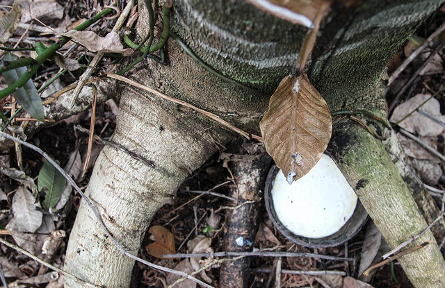 Rubber tapping