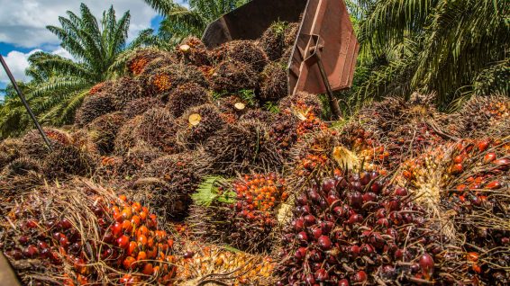 palm oil, oil palm, EU phase out, biofuel