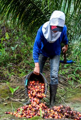 palm oil farmer, oil palm, EU phase out, CPO