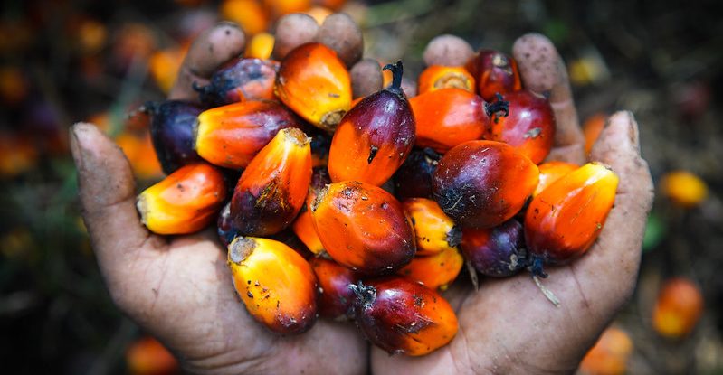 Palm oil harvested in the palm oil plantation of the cooperative Bina Tani Muara Kaman Ulu, Kutai Kartanegara, East Kalimantan. Photo by Ricky Martin/CIFOR-ICRAF