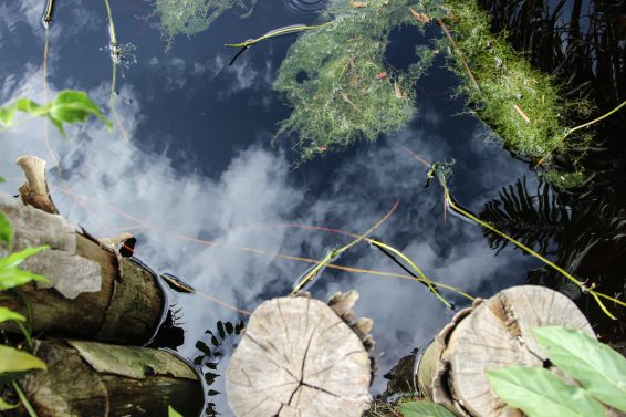 peatlands, methane, borneo