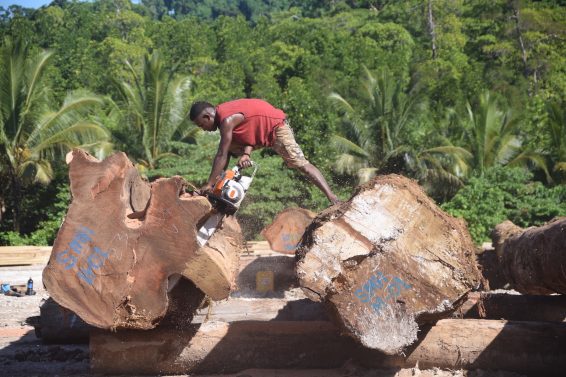 solomon islands, deforestation