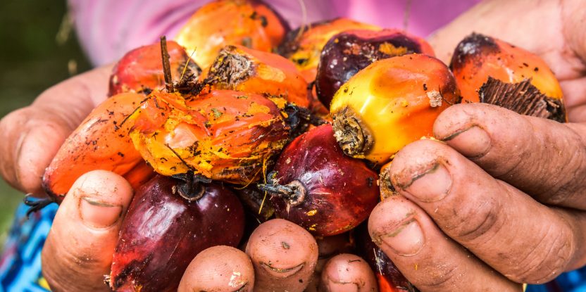 Palm oil, oil palm