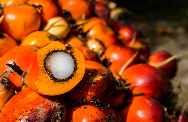 Oil palm fruit