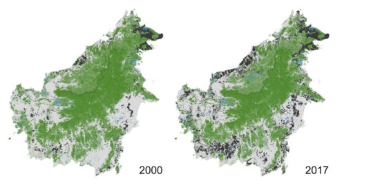 New maps of Borneo reveals expansion of industrial oil palm and pulpwood plantations (black) and forest loss (green to another color) every year since year 2000 until 2017. Green to white= forest loss, green to black= forest cleared and converted to plantations in the same year, green to blue= forest permanently flooded by hydropower dams (see in the state of Sarawak, Malaysia).