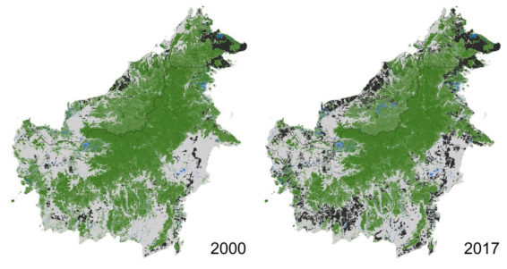 Borneo, deforestation, palm oil, oil palm indonesia, malaysia, kalimantan, price palm oil