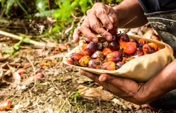 oil palm, palm oil, malaysia indonesia, EU, european commission, protectionism, bioenergy, palm oil phase out