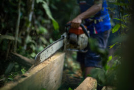 chainsaw, smallholders, palm oil, oil palm, indonesia, peatlands, deforestation, local government , Borneo