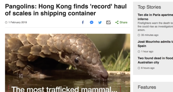 Pangolins are the most trafficked mammals in the world, a shipping container has been intercepted in Hong Kong