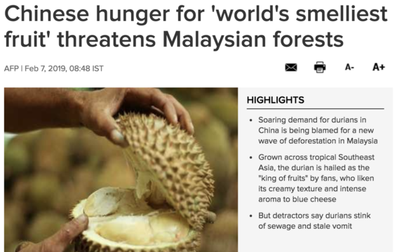 Durain deforestation malaysia chinese markets