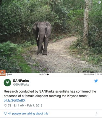 Lonely elephant in Kysna Forest, South Africa, elephant alone