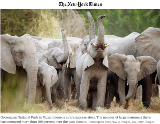 elephants, national park, mozambique, africa, conservation