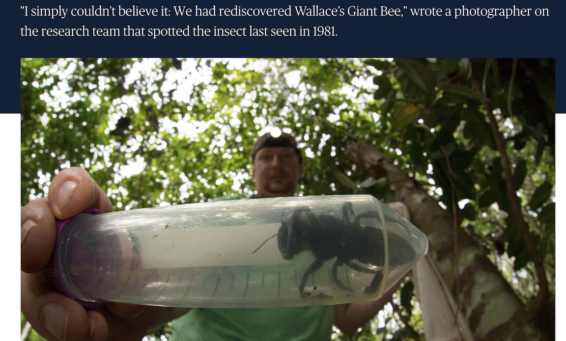 Giant bee, Molucca Island, Indonesia, University of Sydney