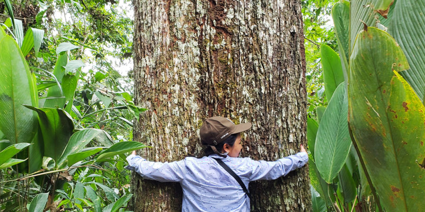 brazil nut tree, amazon, tree hugger, valentine's day, love of trees