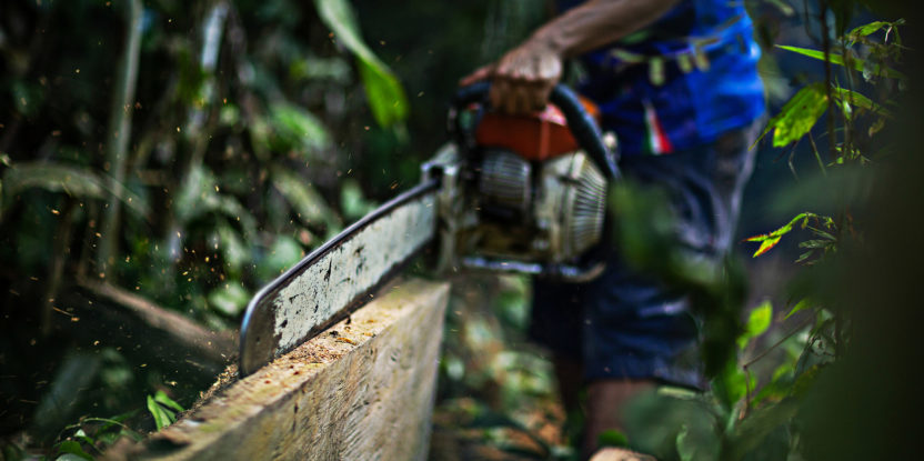 chainsaw, smallholders, palm oil, oil palm, indonesia, peatlands, deforestation, local government , Borneo