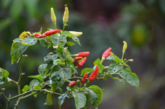 Chilli treevalentine's day why i love the chilli tree