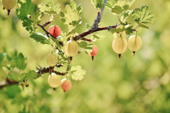 Gooseberry, valentine's day, grandma, tree love