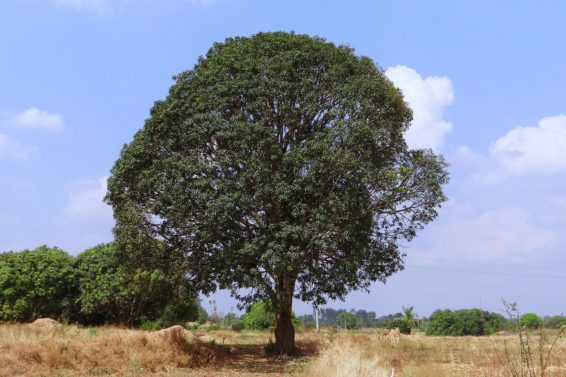 mango tree, valentine's day