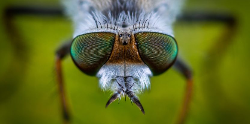 cose up of a fly that could become extinct