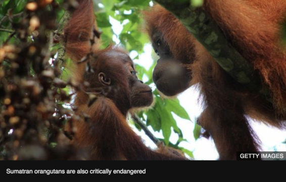 orangutan, PT North Sumatra Hydro Energy, North Sumatra, Walhi, tapanuli orangutan, tapanuli forest, IUCN list, critically endangered, hydropower dam, Indonesia, Bank of China