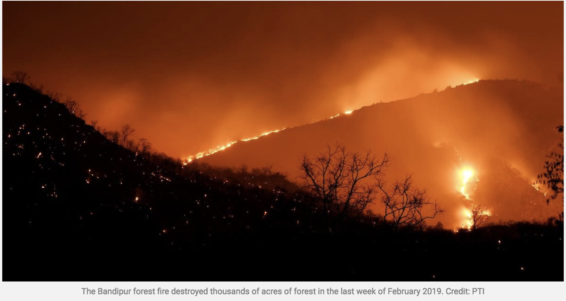 colonialism, wildfire, controlled fire, Adivinasi, Kattunayakans, Soligas, Bandipur-Mudumalai-Wayanad forest, India, 