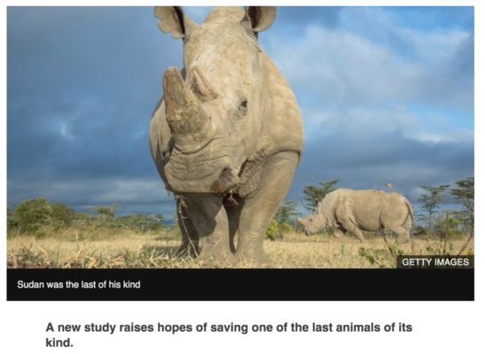 northern white rhino, sudan, IVF, extinction, iucn, bbc