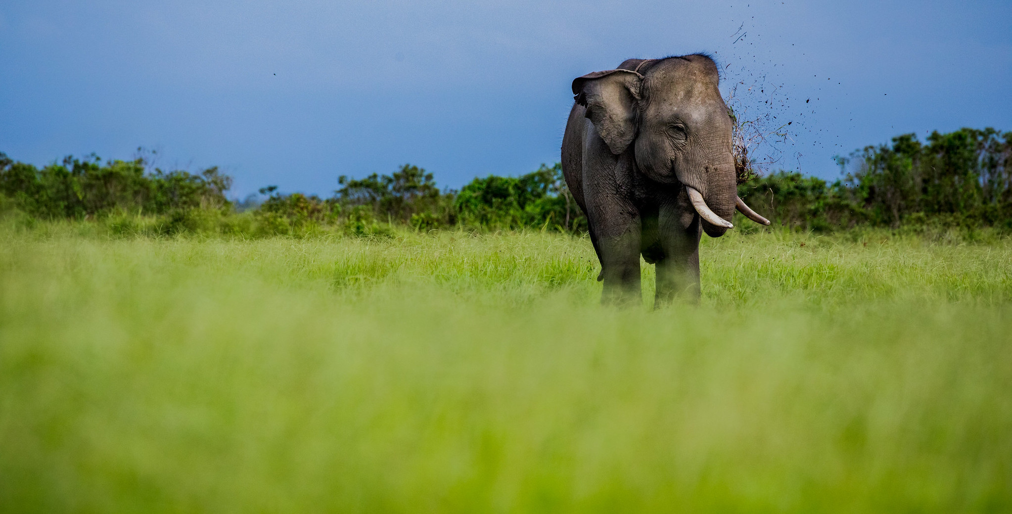 EARTH DAY: Can Sumatran elephants and people coexist?