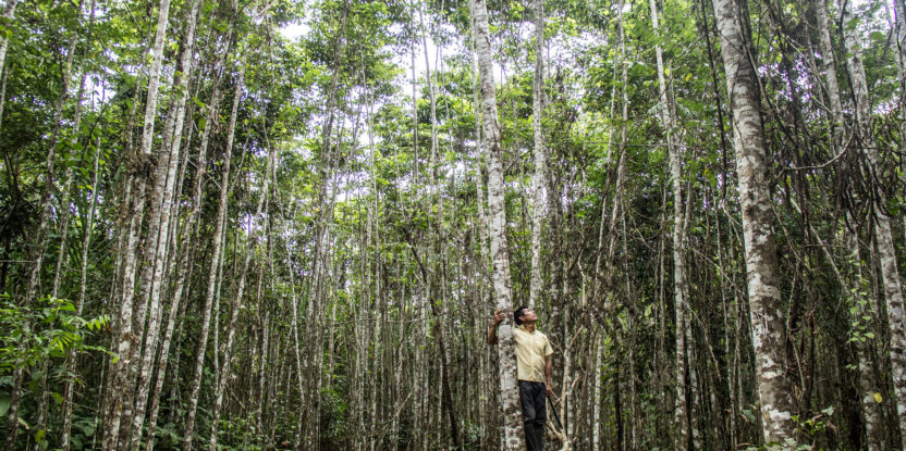 Agroforestry, tree plantation, restoration