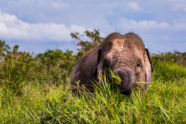 sumatran elephants, elephants, human wildlife conflict, bioenergy, elephant training center, extinction, bioenergy