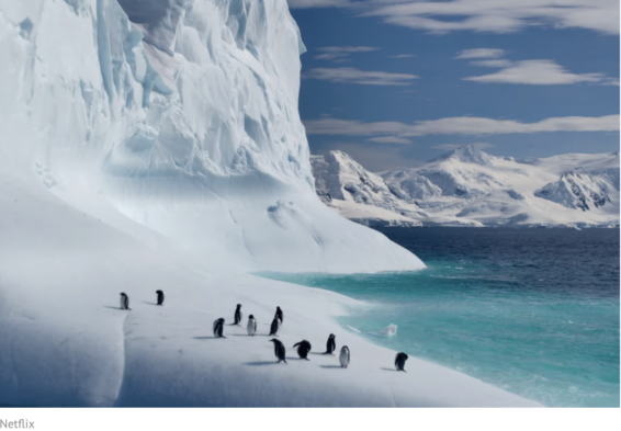 penguins, netflix, our planet