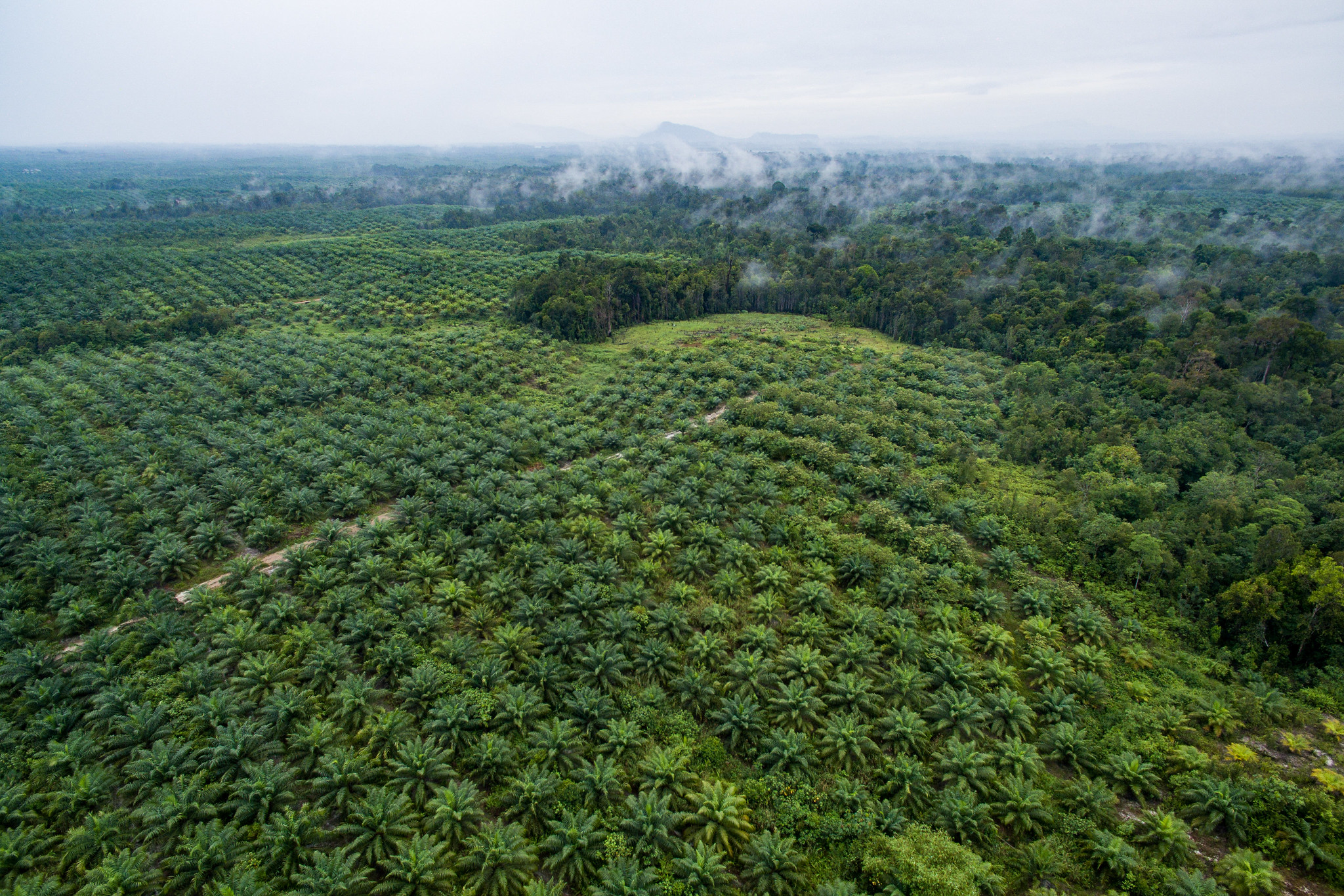 Can palm oil enter the circular economy?