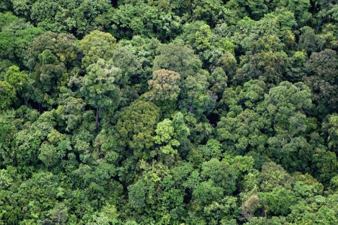 Tackling emissions from logging - CIFOR-ICRAF Forests News