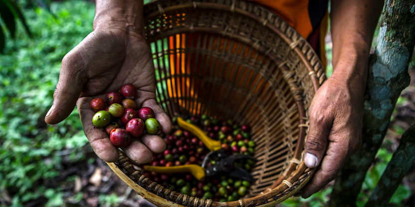 coffee beans, coffee leaf rust epidemic, CLR, Mexico Chiapas, smallholder coffee, agroforestry