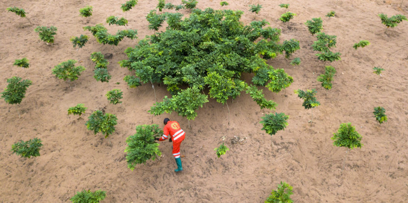 Aerial view of a man planting trees in a dry ecosystem