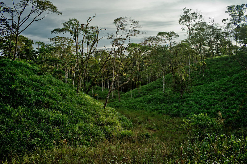 Time to get serious about evaluating REDD+ impacts