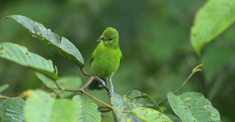 A small green bird perches on a leafy branch. The bird and the leaves are the same color.