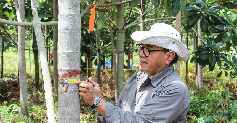 A scientist wearing a hat, wraps a tape measure around a marked mangrove tree trunk and measures it