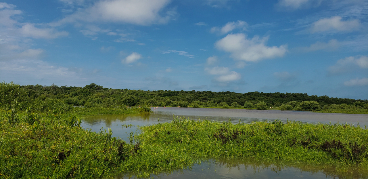 They are critical for fighting climate change but . . . do you really know the importance of tropical wetlands?