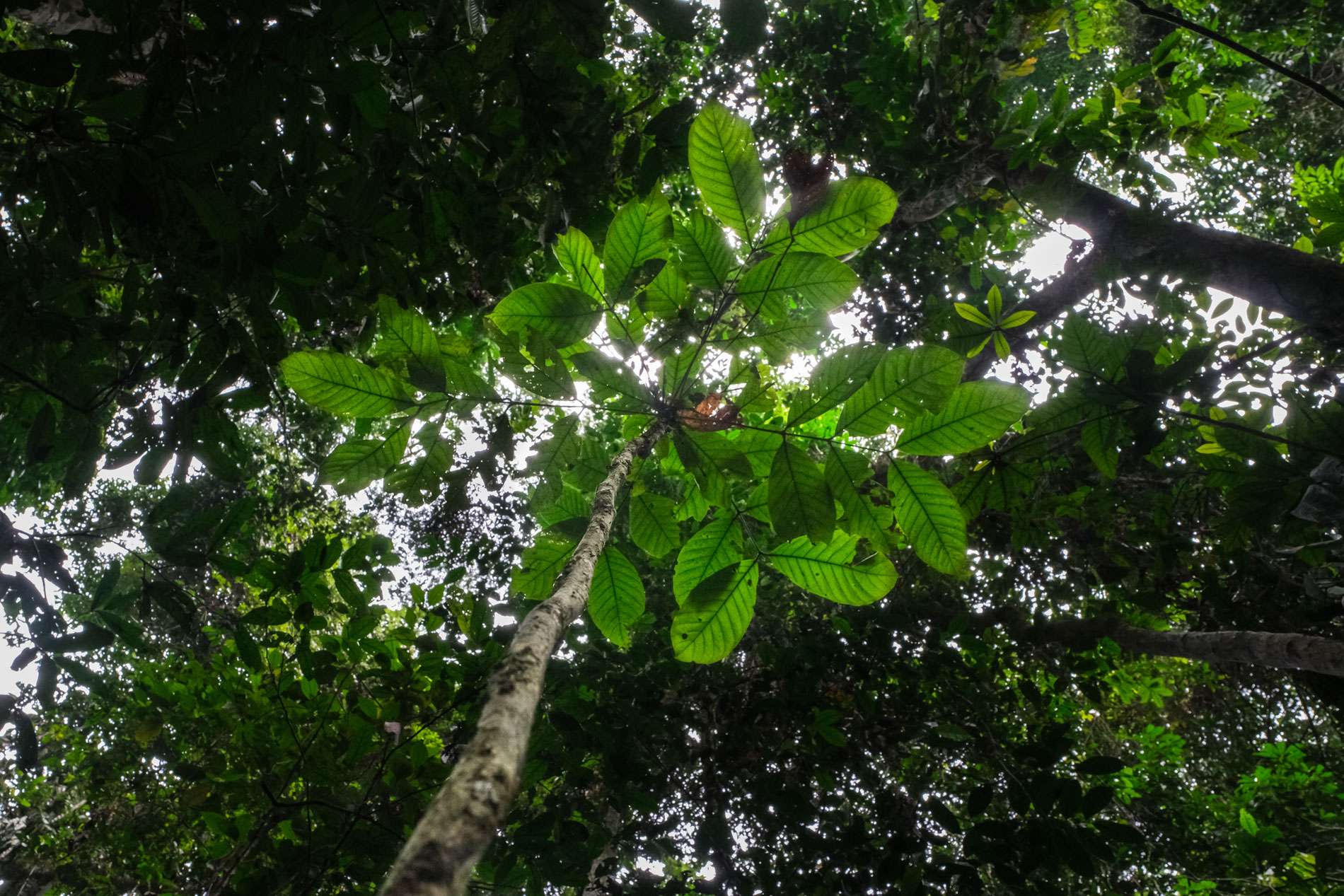 Are forests the answer to an uncertain future for coffee?