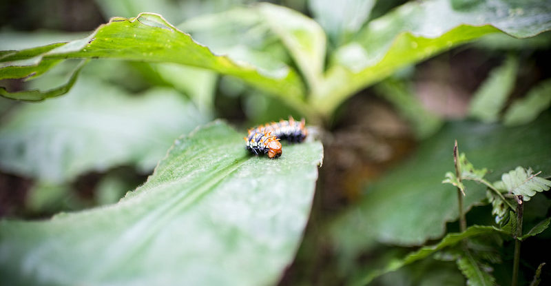 A caterpillar crawls on a leaf